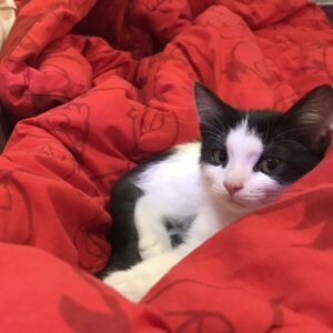 بچه‌گربه تاکسیدو ۳ ماهه دنبال خونه‌ی دائمی