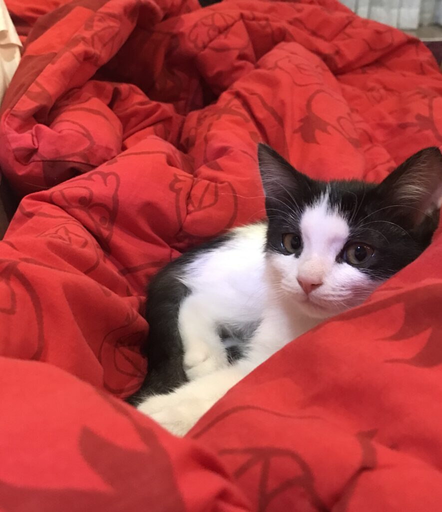 بچه‌گربه تاکسیدو ۳ ماهه دنبال خونه‌ی دائمی