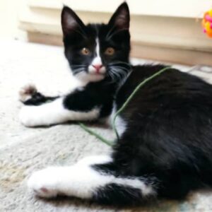 سایه  فوری نیاز به خانواده