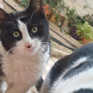 واگذاری گربه