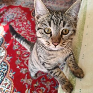 واگذاری گربه ۸ ماهه ماده