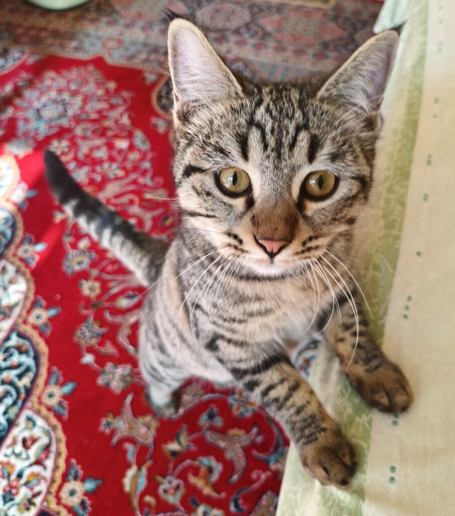 واگذاری گربه ۸ ماهه ماده