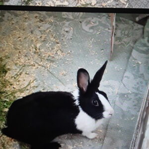 واگذاری رایگان خرگوش