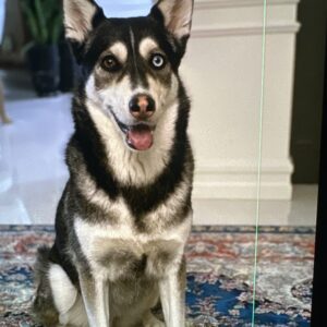 واگذاری رایگان سگ سالم و مهربان به خانواده مسئول