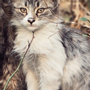 واگذاری بچه گربه 4 ماهه ناز