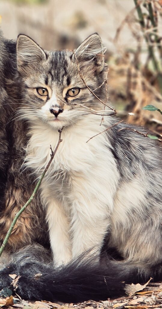 واگذاری بچه گربه 4 ماهه ناز