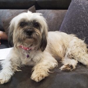 واگذاری رایگان سگ آپارتمانی