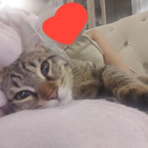 واگذاری گربه dsh