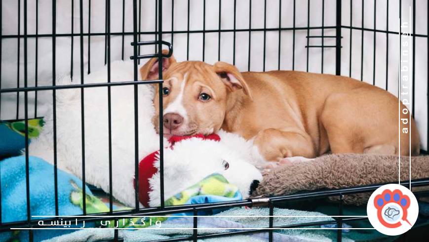 نقش آگهیهای معتبر در انتخاب مطمئن سگ