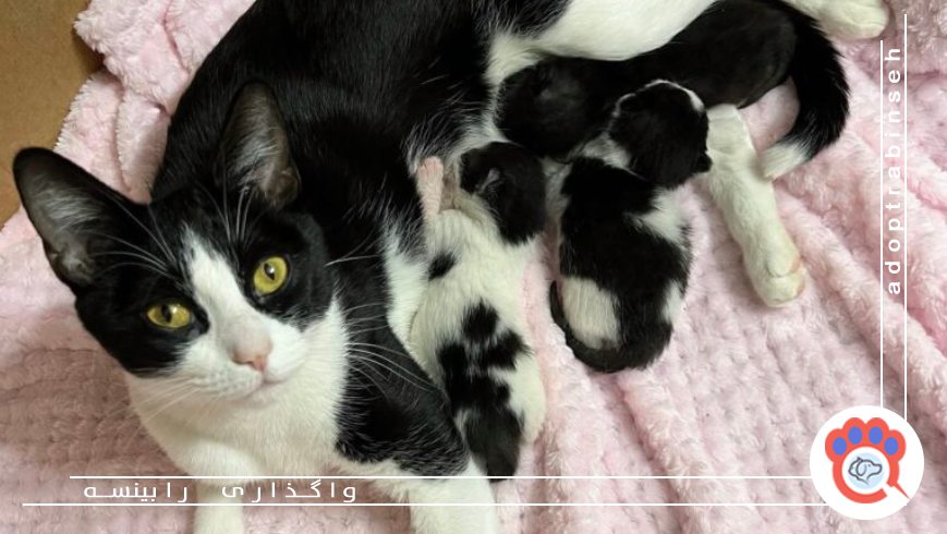 بهترین مکانها برای پیدا کردن گربه جهت سرپرستی