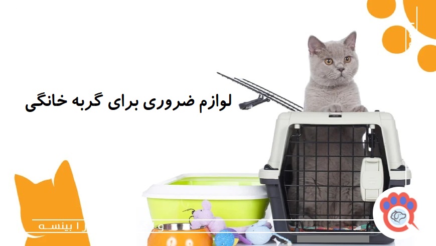 لوازم ضروری گربه خانگی؛ لیست کامل برای سرپرستان تازه کار