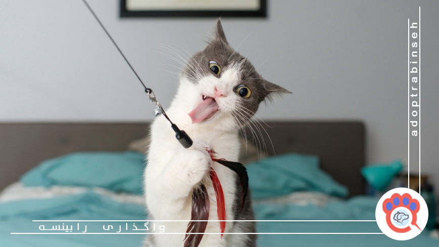 نقش غریزه شکار در رفتارهای غیرعادی گربهها