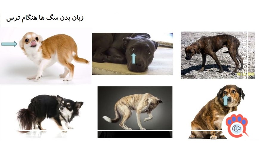 وضعیت بدن و ایستادن سگ چه مفهومی دارد؟