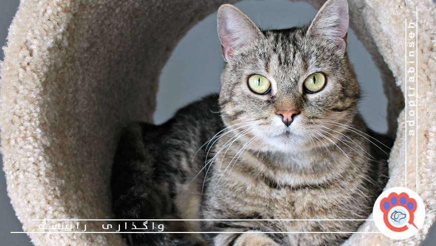 راهنمای انتخاب گربه مناسب برای سرپرستی در زندگی شهری