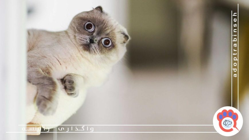 چه رفتارهایی طبیعی هستند و چه زمانی باید نگران شویم؟