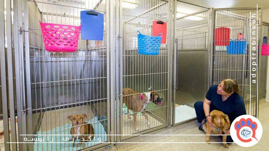 مزایای سرپرستی سگهای بیسرپرست