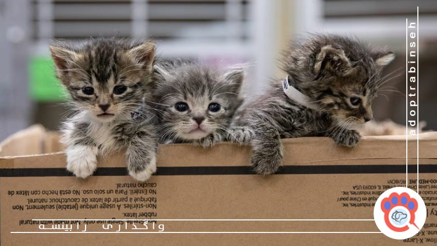 نکات مهم قبل از پذیرش گربه