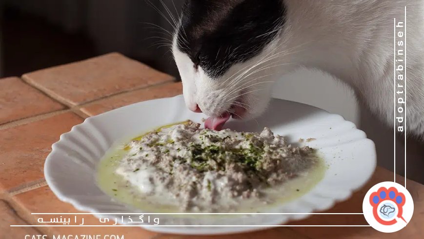 3. غذای خانگی گربه با گوشت بوقلمون