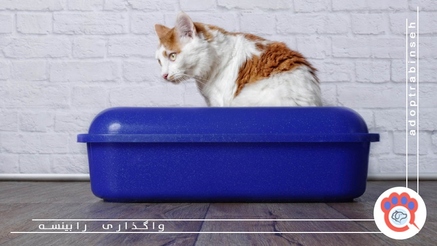 بیلچه، زیرانداز و لوازم جانبی خاک گربه