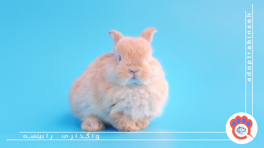 ایدههای خلاقانه برای عکس و ویدیو جذاب از حیوان خانگی