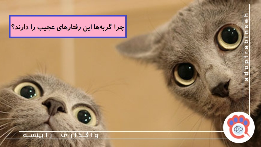 چرا گربهها این رفتارهای عجیب را دارند؟