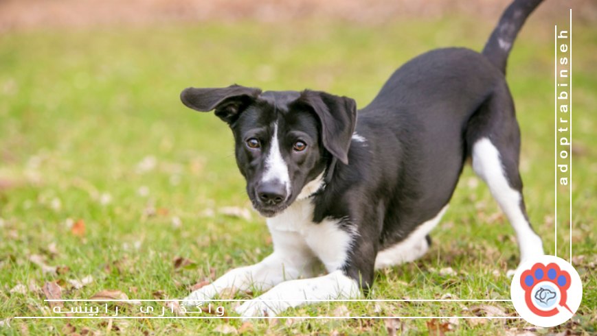 علائم شادی و آرامش در رفتار بدنی سگ