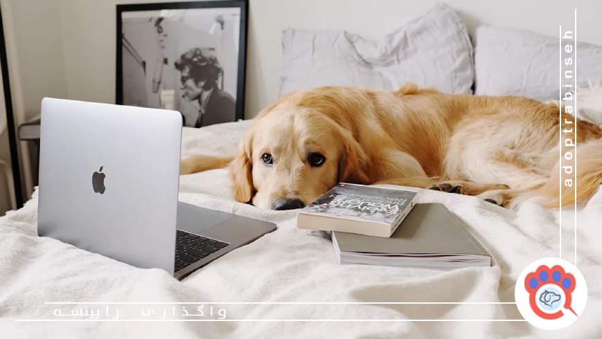 بهترین حیوانات خانگی مناسب آپارتمان