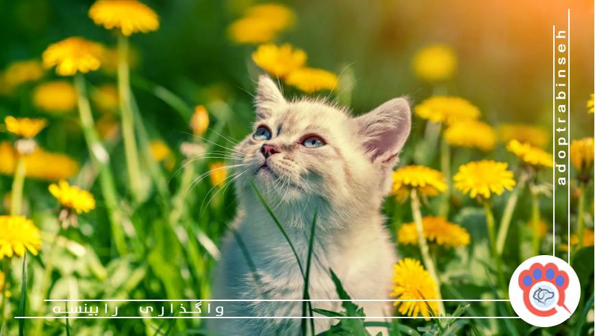 چگونه یک سرپرست مناسب پیدا کنیم؟ راهکارها و معیارها