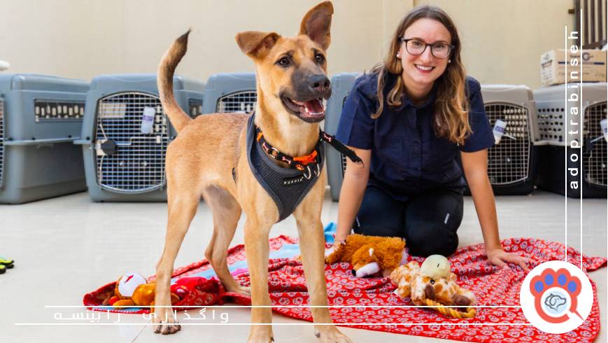 هزینههای نگهداری و مراقبت از سگ