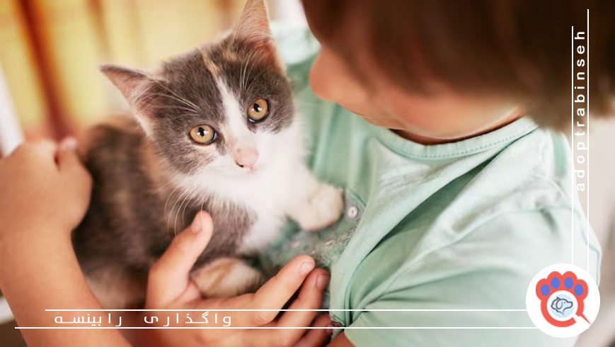 چگونه گربه مناسب شخصیت و سبک زندگیمان را انتخاب کنیم؟