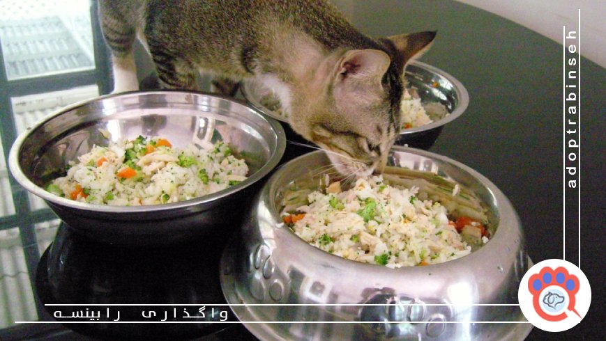 8. غذای خانگی گربه با ماهی سالمون