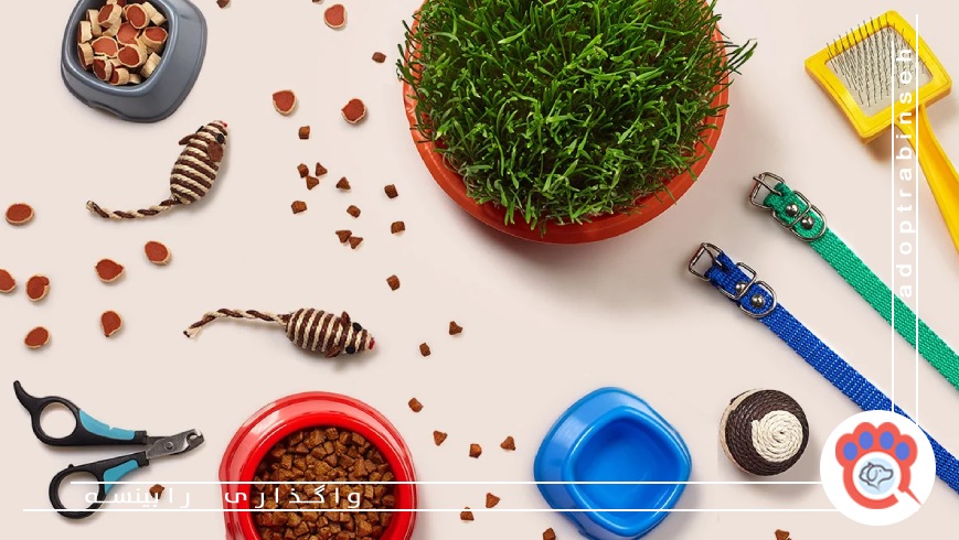 اسباببازی و سرگرمی گربه خانگی