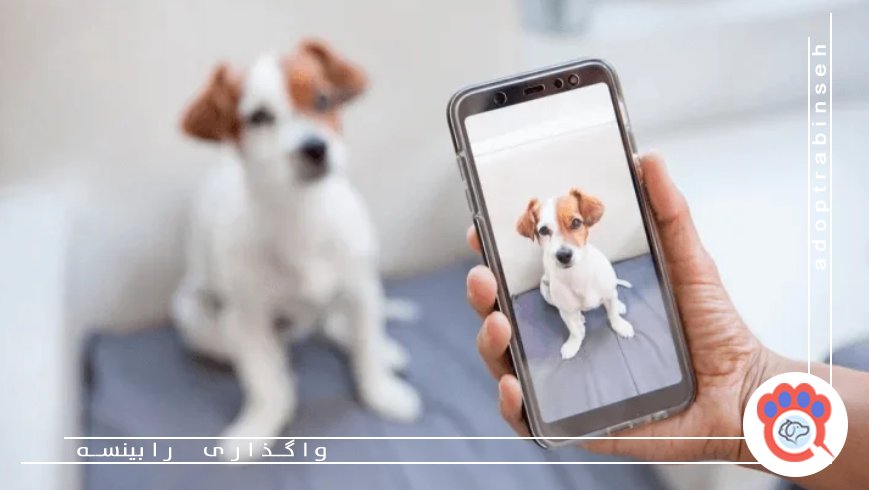 اشتباهات رایج در عکاسی و فیلمبرداری از حیوانات خانگی