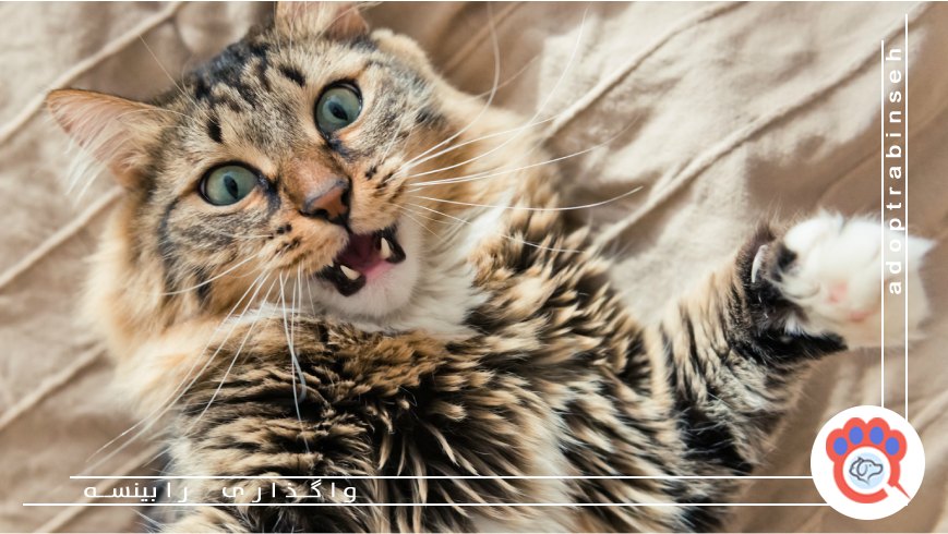 تاثیر استرس و اضطراب بر رفتارهای عجیب گربه