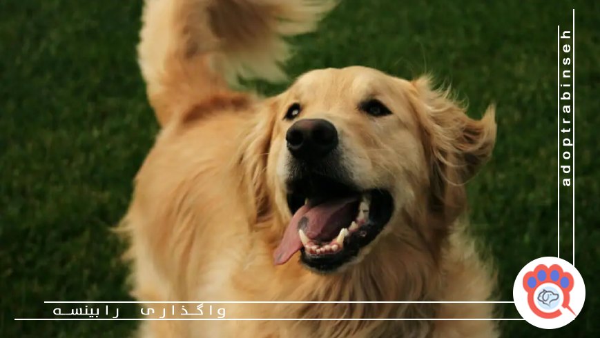 نشانههای پرخاشگری و هشداردهنده در سگها