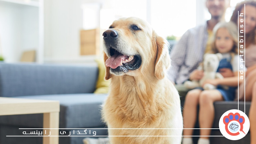 عوامل موثر در انتخاب حیوان خانگی مناسب آپارتمان