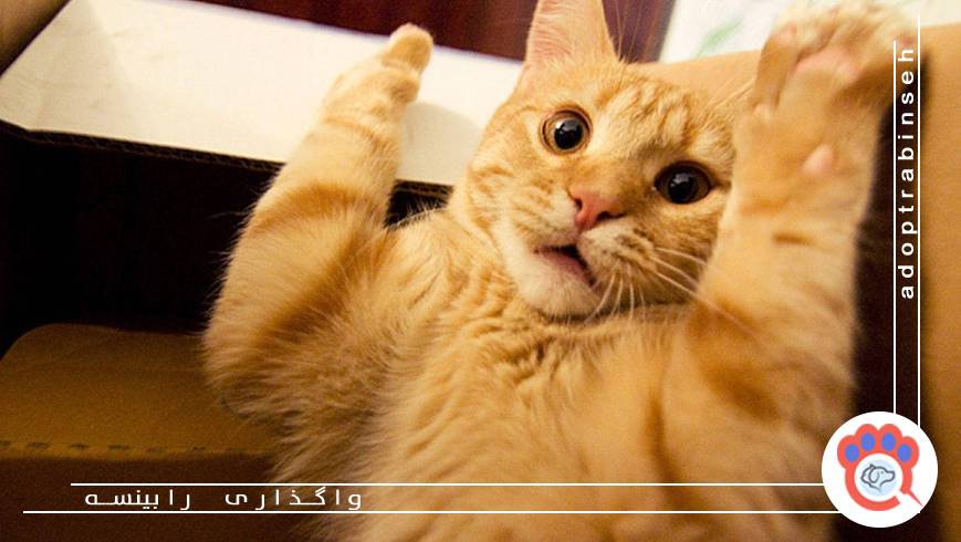 شناخت نیازهای گربه پیش از واگذاری یا سرپرستی