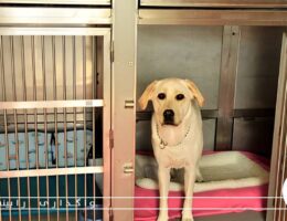 سرپرستی سگ در تهران؛ شرایط، هزینه ها و نکات مهم