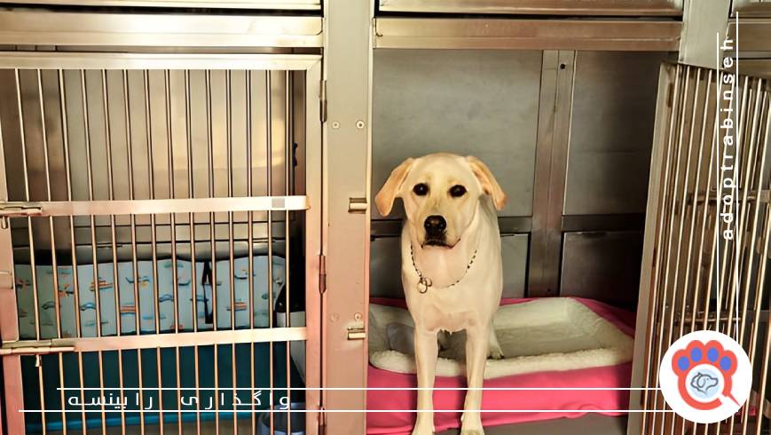 سرپرستی سگ در تهران؛ شرایط، هزینه ها و نکات مهم