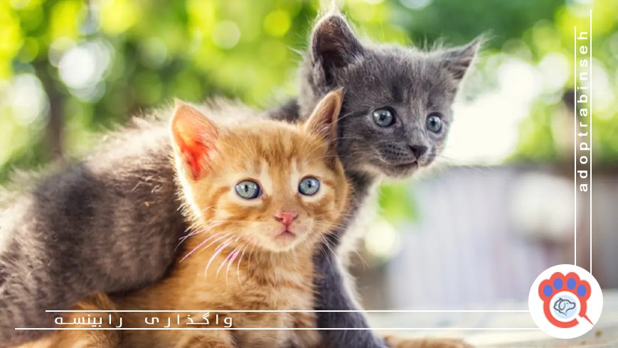 مراحل آمادهسازی خانه برای ورود گربه جدید