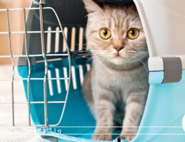 راهنمای کامل واگذاری گربه در تهران؛ از انتخاب تا سرپرستی