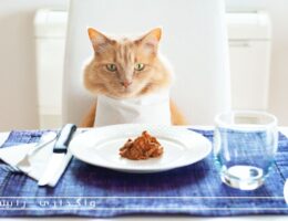 معرفی 10 غذای خانگی برای گربه ها + دستور پخت و مواد لازم
