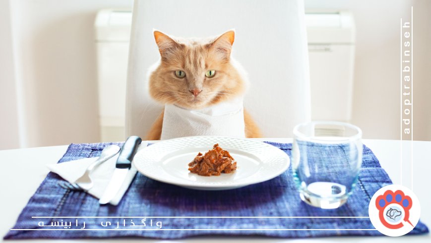 معرفی 10 غذای خانگی برای گربه ها + دستور پخت و مواد لازم