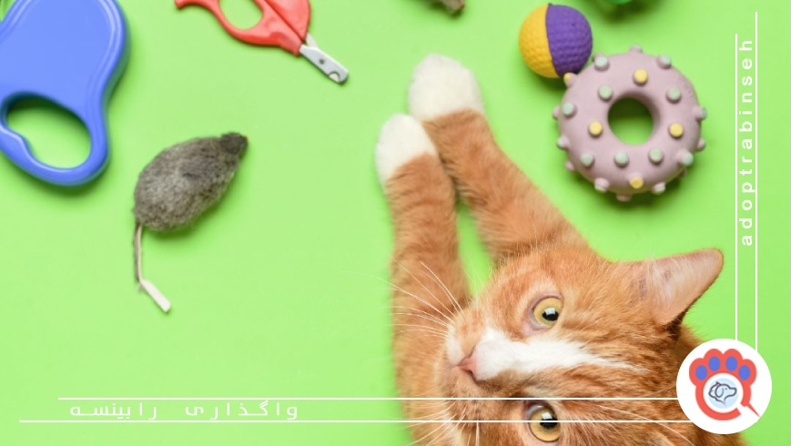 غذای خشک و غذای تر؛ کدام برای گربه بهتر است؟