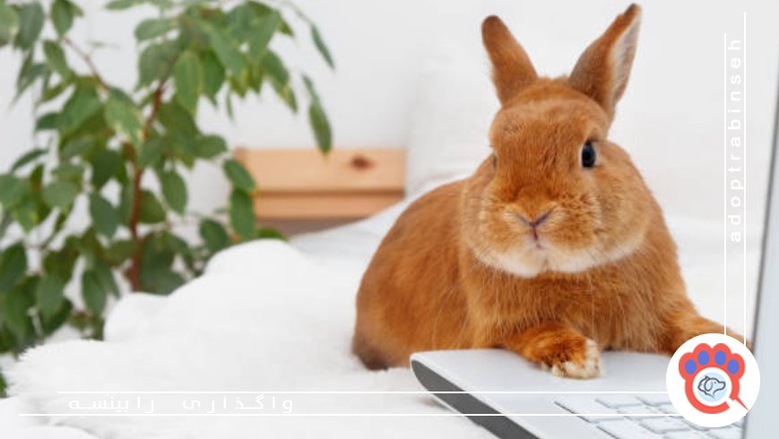 تنظیمات ساده دوربین موبایل برای عکاسی از حیوانات خانگی