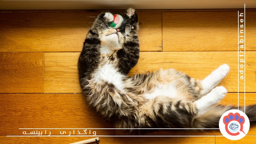 چرا گربهها نیمهشب ناگهان فعال میشوند؟