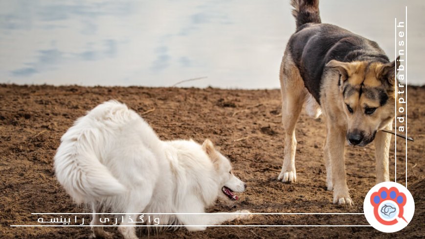 زبان بدن سگ ها؛ سگتان واقعا چه چیزی میگوید؟