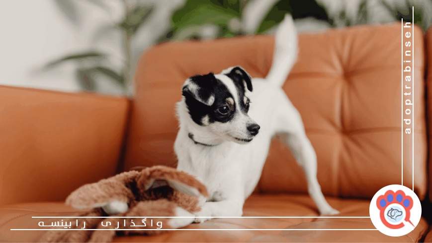 انتخاب حیوان خانگی مناسب آپارتمان