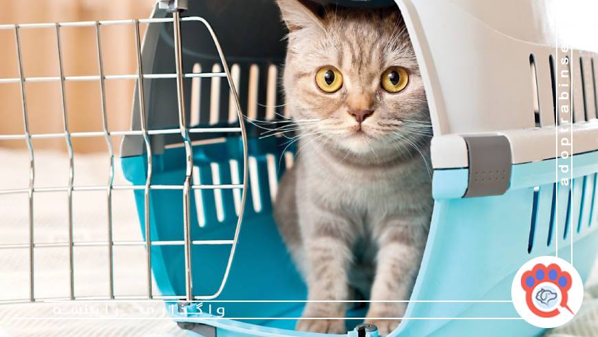 راهنمای کامل واگذاری گربه در تهران؛ از انتخاب تا سرپرستی