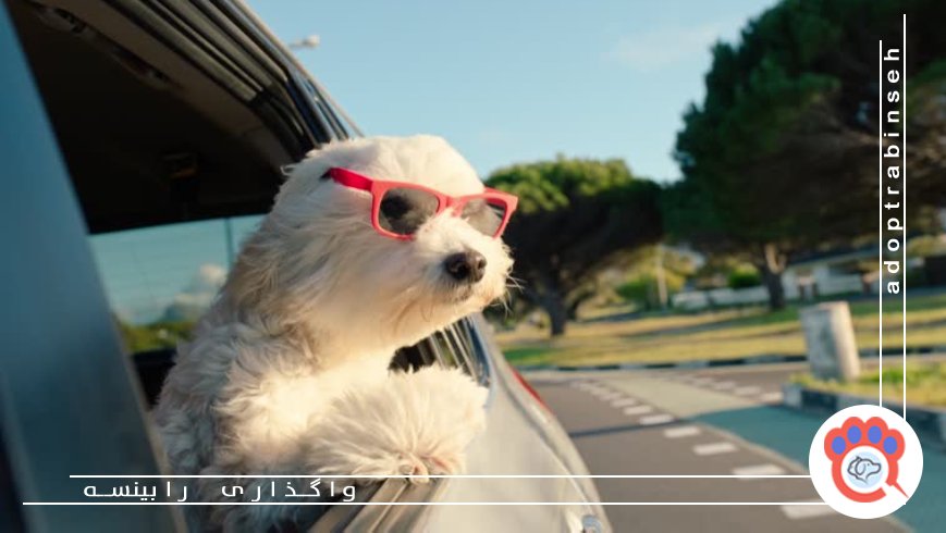 چگونه رفتار طبیعی حیوان را در تصویر ثبت کنیم؟